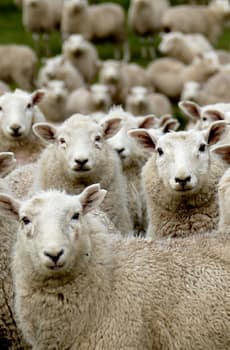 herd of sheep on green grass field during daytime